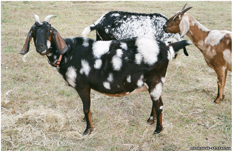 Сколько дает нубийская коза